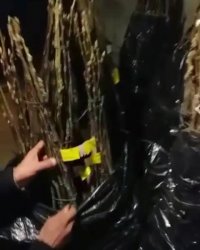 گردو چندلر امریکایینهالستان تک فیدان 09144811631