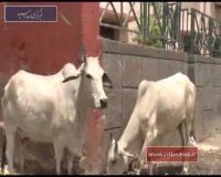 هند؛ ضرب و شتم مردم به دست گروه حامی گاو