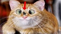 یک ساعت فیلم خنده دار حیوانات ... گربه های خنده دار