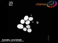 حرکات زنده و جالب میوه ها زیر دستگاه «ام آر آی»