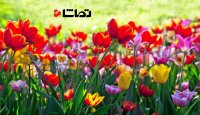 پنج شنبه ای مملو از عشق برایتان آرزومندم