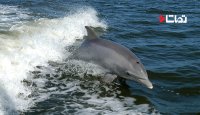 بازی نهنگ قاتل با لاکپشتی که قصد شکارش را دارد