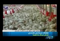 کیهان لندن/لنزایران: آنفلوانزای مرغی و تب کنگو