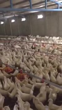 فروش مرغ پلت ال اس ال  هایلاین برنز نیک چیک09131007689