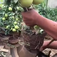 نهال پایه رویشی- درخت تک شاخه- نهالستان پارس