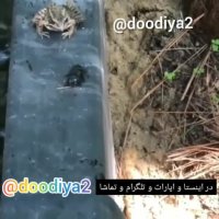 بهترین صداگذاری از دستش نده