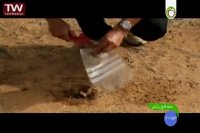 مستند قارچ پرارزش-2016-08-08 