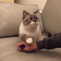 کسی به کلیدها دست نمی زنه