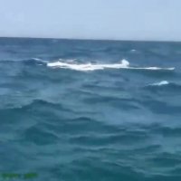 مشاهده نهنگ قاتل در آبه‍ای بوشهر