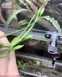 اولش فکر کردم یه نوع سبزی و گیاهه...!