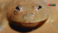 قورباغه عجیبی که دوسال بدون آب زنده می‌ماند