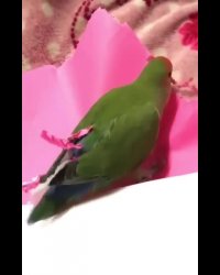 طوطی که خودش رو تزیین می کنه