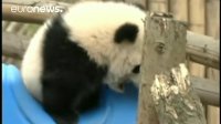 بازیگوشی دو بچه پاندا در باغ وحش چنگدو، چین