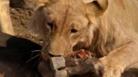 مستند شکار - حماسه نبرد بین شیرها و گاوهای وحشی