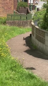 کلیپ خنده دار جدید اینستاگرام : کلاغ دنبال دم گربه