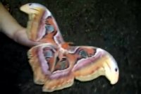 بزرگترین پروانه در جهان