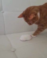 گربه هم گربه های قدیم