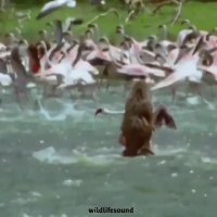 حمله بابون به پرنده ها