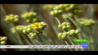 خواص بومادران و برگ آن در جلوگیری از خونریزی