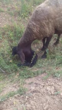 زایمان گوسفند قره قل