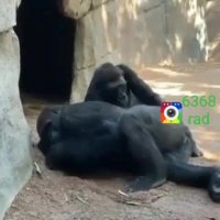 میمون حوصلش سر رفته آهنگ میزنه صداگذاری روی حیوانات یعقوب