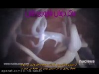 از لقاح تا لانه گزینی