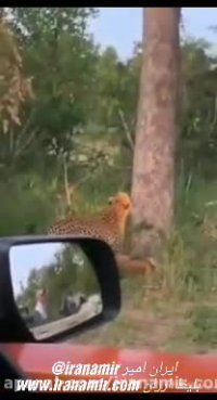 قدرت واقعی پلنگ را ببینید !