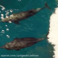 سفری به شگفت انگیزترین مکان روی زمین، گالاپاگوس