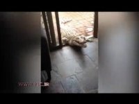 لحظه‌ی غذا دادن یک زن به تمساح 