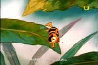 نیک و نیکو - قسمت 15