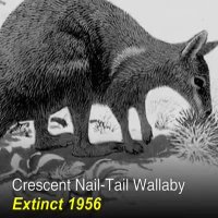 حیواناتی که منقرض شدن