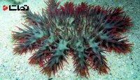 دنیای زیر آب - خار ستاره دریایی