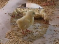 جوجه کشی  ستر هچر