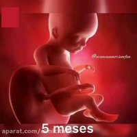 نحوه رشد جنین طی نه ماه