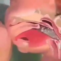 مراحل رشد جنین_کلینیک توانبخشی یاشا09358471844