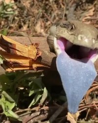 شاهکار خلقت