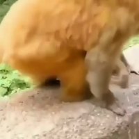 میمون مادر و فرزندش