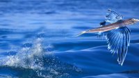 ویدئویی نادر و خیره کننده از پرنده‌ ماهی (Flying fish)