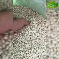 قیمت روز لوبیا سفید