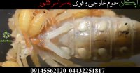 زنده زایی عقرب، بسیار جالب و دیدنی