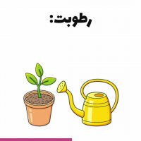 نگهداری بنفشه آفریقایی