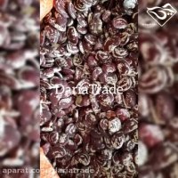 فروش لوبیا عروس امساله