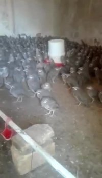 فروش ومشاوره کبک