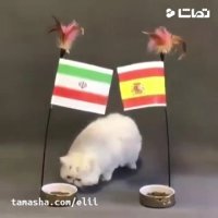 پیشگویی گربه برای بازی ایران - اسپانیا