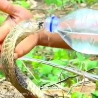 شما مهربون باش مار کبری هم از دستت آب میخوره