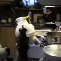 دوستی بین طوطی و سگ