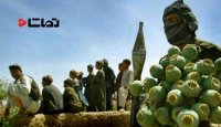 افزایش دوباربری  تولید مواد مخدر در افغانستان