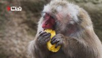 میمون ها برای تغذیه خود از ابزار استفاده می کنن