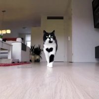 چه قلب خوشگلی رو بدنش داره