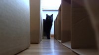 AMEOW-ZING 50 Box Cat Maze!